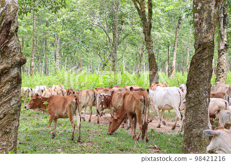 cow group on farm for eating grass and harvesting milk cow group on farm for eating grass and harvesting milk 98421216