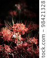 Bright red red spider lilies illuminated by sunlight filtering through foliage 98421328