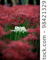 White spider lilies bordered by red spider lilies 98421329
