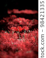 Bright red manjushage divided into light and dark in the sunlight filtering through the foliage 98421335