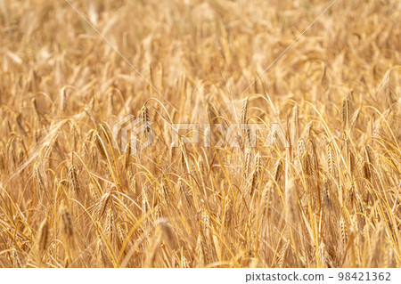 Raw bacon on wooden cutting board on brown background. Raw bacon on wooden cutting board on brown background. 98421362