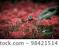 A black swallowtail butterfly resting on a vermillion red spider lily 98421514