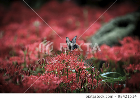 一隻黑燕尾蝶在朱紅色的蜘蛛百合上休息 一隻黑燕尾蝶在朱紅色的蜘蛛百合上休息 98421514
