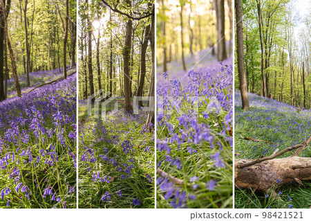Photo collage of Bluebells or Hyacinthoides non-scripta in Graig Fawr Woods near Margam Country Park, Port Talbot, South Wales, United Kingdom. 98421521