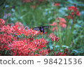 A black swallowtail butterfly flying in a field of red spider lilies 98421536