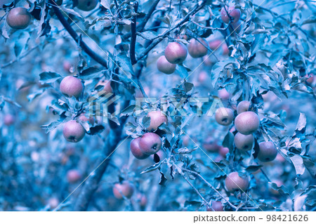 Red ripe apples on a branch in orchard. Autumn. Blue vintage nature background 98421626