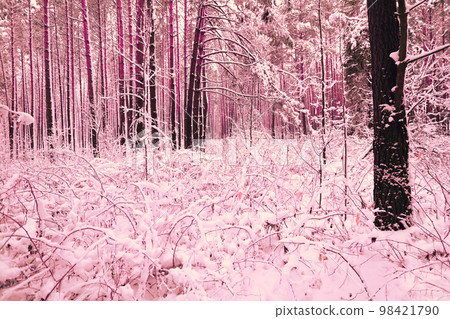 Nature winter background. Snowy forest. Pine trees covered with snow. Winter nature 98421790