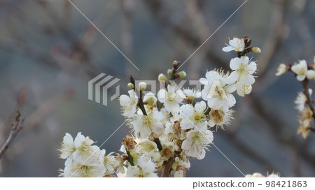 White plum White plum 98421863