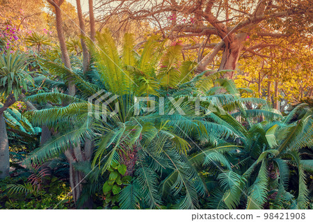 Green nature background. Tropical nature landcape with exotic trees. Tropical rainforest 98421908