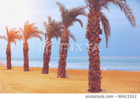 Row of palm trees on the beach. Tropical landscape Row of palm trees on the beach. Tropical landscape 98421912