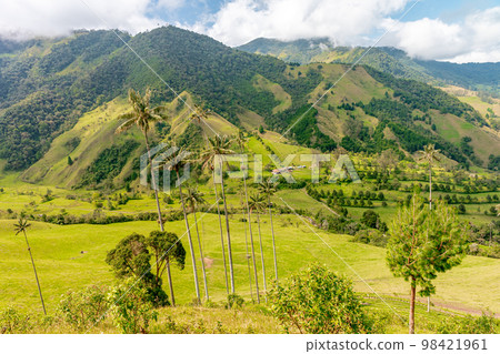 Cocora palm valley in Colombia in South America Cocora palm valley in Colombia in South America 98421961