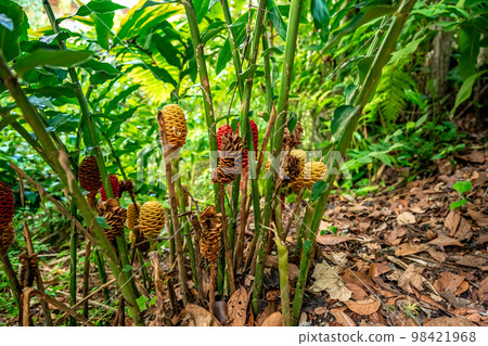 zingiber flower in tropical forest 98421968