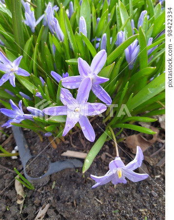 Gently blue flowers of spring blooming chionodoxa, collected inflorescences against a background of green leaves Gently blue flowers of spring blooming chionodoxa, collected inflorescences against a background of green leaves 98422334