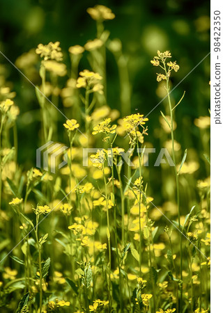 Rapeseed spring flowers 98422350