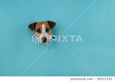 Dog muzzle clearance jack russell terrier