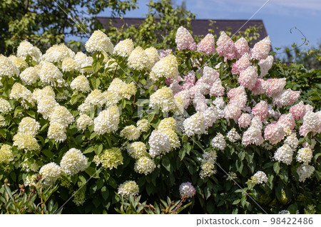Hydrangea paniculata Vanille Fraise on a stem 98422486