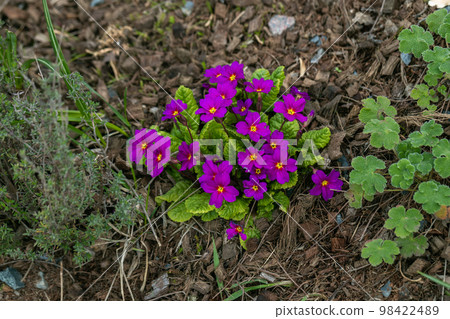 Beautiful primula primrose plant with purple flowers. Spring blossom 98422489