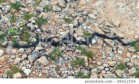 Big black snake on road in mountains closeup, reptiles of Spain, Alicante Big black snake on road in mountains closeup, reptiles of Spain, Alicante 98422504