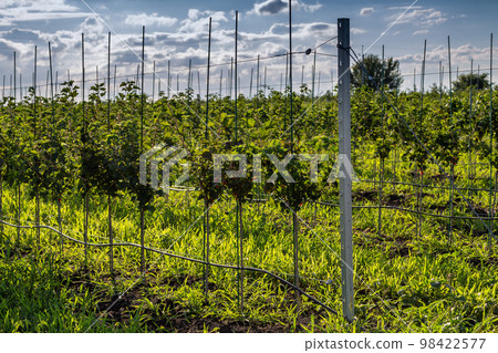 Apple tree seedlings in the nursery on drip irrigation 98422577