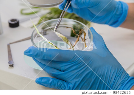 hands in blue gloves hold a petri dish with a plant and tweezers hands in blue gloves hold a petri dish with a plant and tweezers 98422635