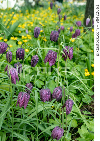 Fritillaria bucharica blossoms in the garden in spring 98422661