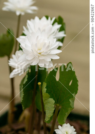 Anemonella thalictroides Kikuzaki White blossoms in the garden in spring Anemonella thalictroides Kikuzaki White blossoms in the garden in spring 98422667