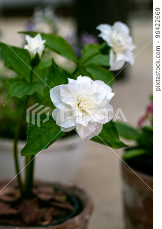 Trillium grandiflorum Snowbunting blossoms in the garden in spring Trillium grandiflorum Snowbunting blossoms in the garden in spring 98422669