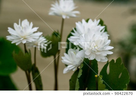 Anemonella thalictroides Kikuzaki White blossoms in the garden in spring Anemonella thalictroides Kikuzaki White blossoms in the garden in spring 98422670