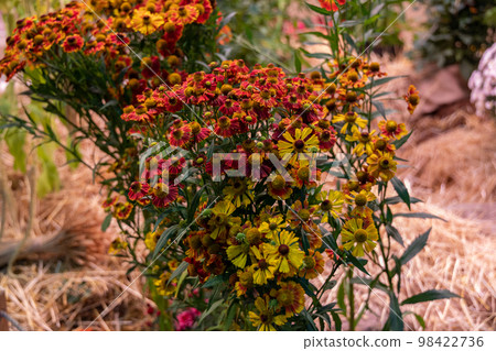 Bunch of Helenium autumnale flowers shot from above 98422736