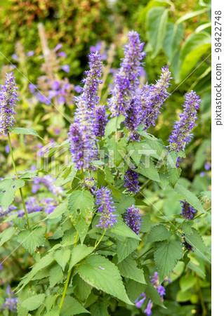 Korean Mint Agastache rugosa flower blossom 98422748