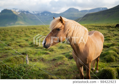 Icelandic horses grazing at the Berg Horse Farm in Iceland 98422923