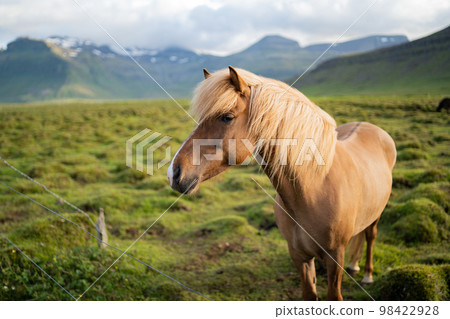 Icelandic horses grazing at the Berg Horse Farm in Iceland 98422928