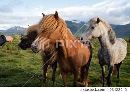 Icelandic horses grazing at the Berg Horse Farm in Iceland 98422943