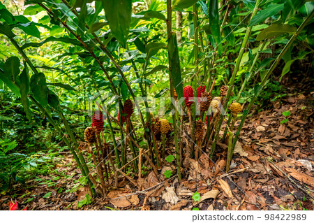 zingiber flower in tropical forest 98422989
