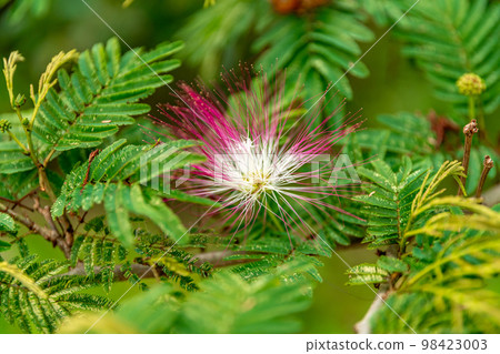 flowering tropical shrub calliandra in nature 98423003