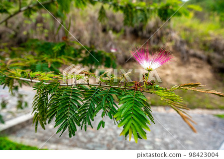 flowering tropical shrub calliandra in nature 98423004