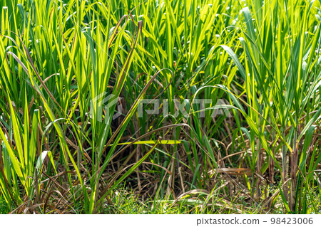 field with green sugar cane plants 98423006