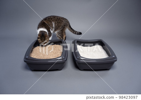 Concept for sustainability and eco friendly cat keeping Concept for sustainability and eco friendly cat keeping 98423097