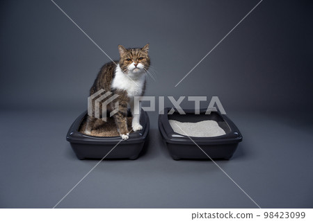 Concept for sustainability and eco friendly cat keeping Concept for sustainability and eco friendly cat keeping 98423099