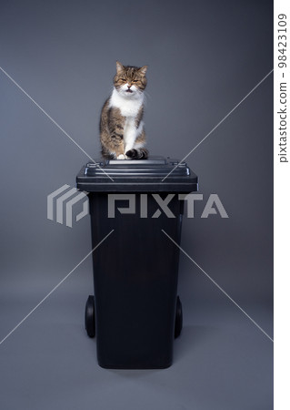 Concept for sustainability and eco friendly cat keeping 98423109