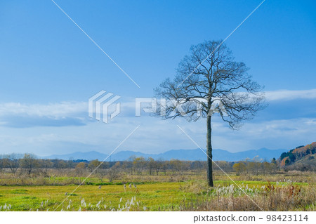Winter trees and blue sky 98423114