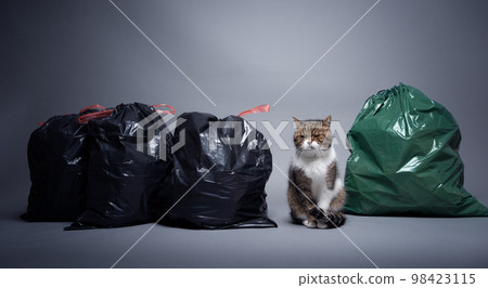 Concept for sustainability and eco friendly cat keeping Concept for sustainability and eco friendly cat keeping 98423115