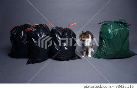 Concept for sustainability and eco friendly cat keeping 98423116