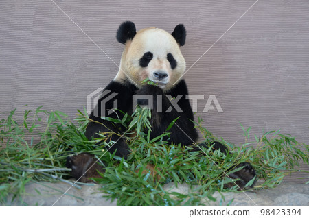 Beach eating bamboo deliciously Beach eating bamboo deliciously 98423394