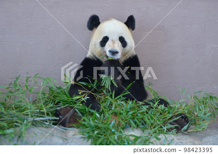 Beach eating bamboo deliciously Beach eating bamboo deliciously 98423395