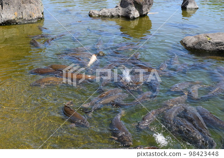 Koi swimming in the pond Koi swimming in the pond 98423448
