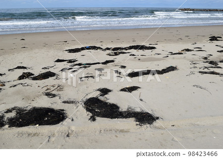海邊的海藻和垃圾漂浮在海岸 98423466