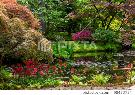 Amazing   red primroses  and white Rhododendron bush  in distance the japanese  garden (Clingendael estate) in the Hague 98423734