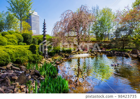 Idyllic  view on  cherry blossom and  stone lantern (pagoda)  in  japanese  garden in Kaiserslautern  - inshiny sunrays! 98423735