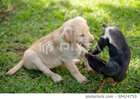 Playful two puppies dogs Playful two puppies dogs 98424750